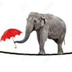 8287059-A-young-circus-elephant-walking-on-a-tightrope-and-carrying-a-red-umbrella--Stock-Photo